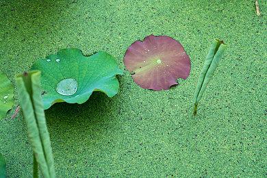 即时战略游戏《喵喵大战死剩种》发售日 7月29日发售